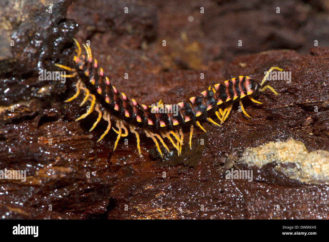 Forest centipede on rotting wood on forest floor, Sabah, Borneo, Malaysia, Southeast Asia, Asia Stock Photo