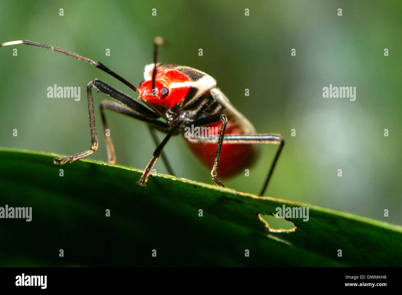 Hemipteran, known as the True bugs, family Lygaeidae, Maliau Basin, Sabah, Borneo, Malaysia, Southeast Asia Stock Photo