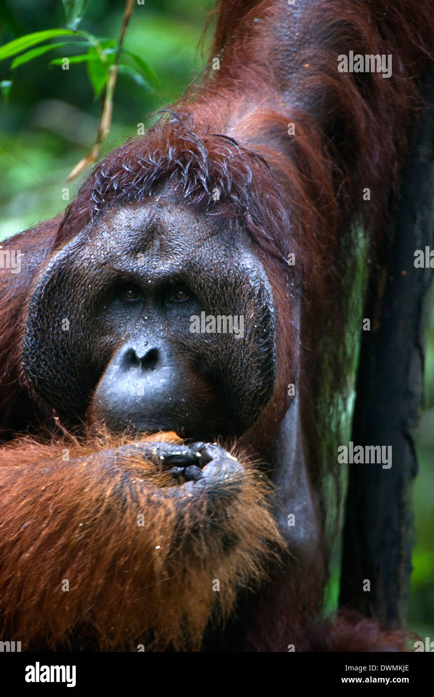 Mature male orangutan at Semenggoh Orangutan Rehabilitation Centre near Kuching in Sarawak, Borneo, Malaysia, Southeast Asia Stock Photo