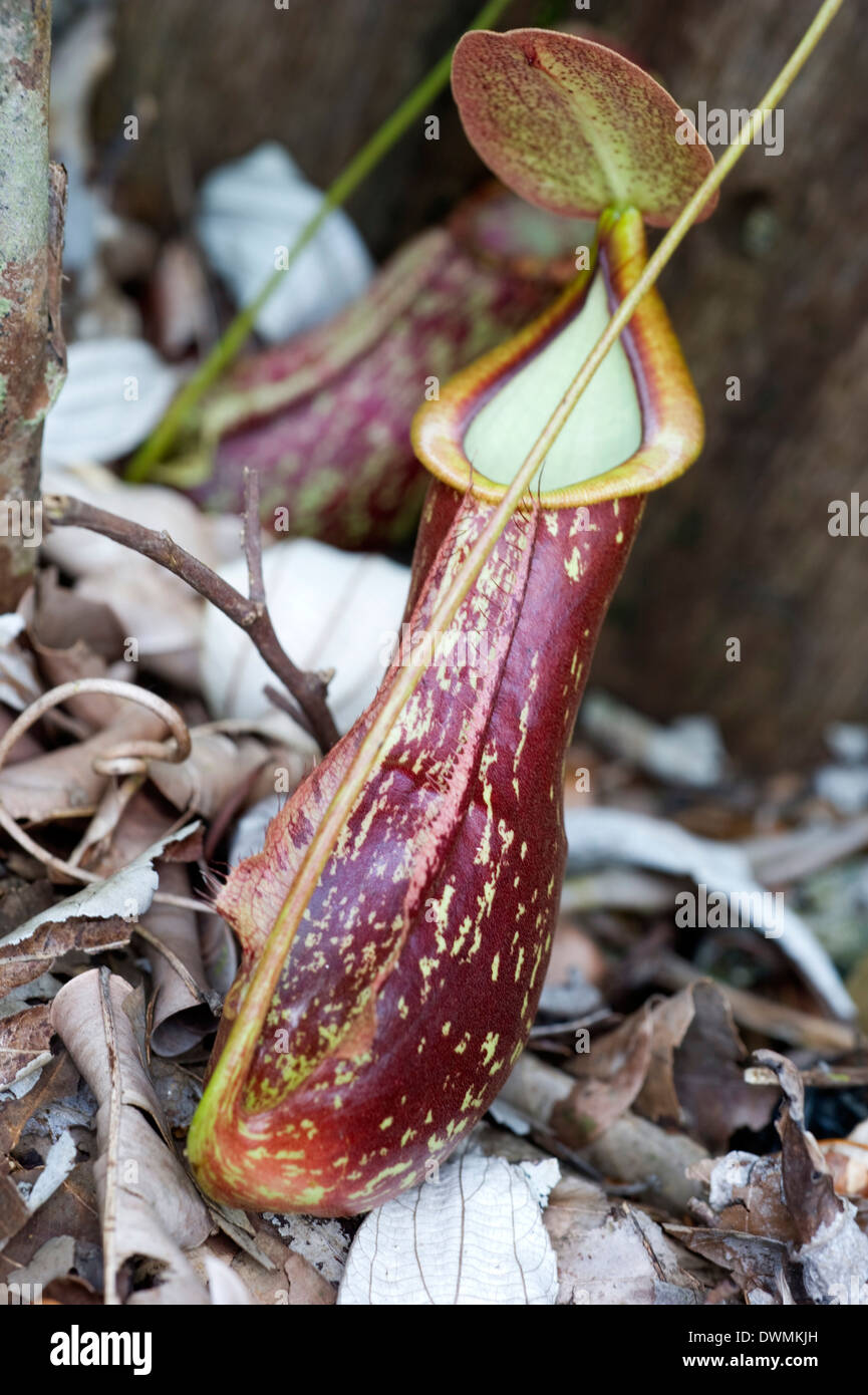 Lower pitcher of the carnivorous pitcher plant (Nepenthes rafflesiana), Sarawak, Borneo, Malaysia, Southeast Asia, Asia Stock Photo