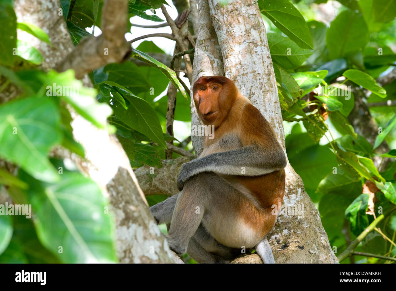 Male proboscis monkey (Narsalis larvatus) is only found on Borneo, Bako National Park, Sarawak, Borneo, Malaysia, Southeast Asia Stock Photo