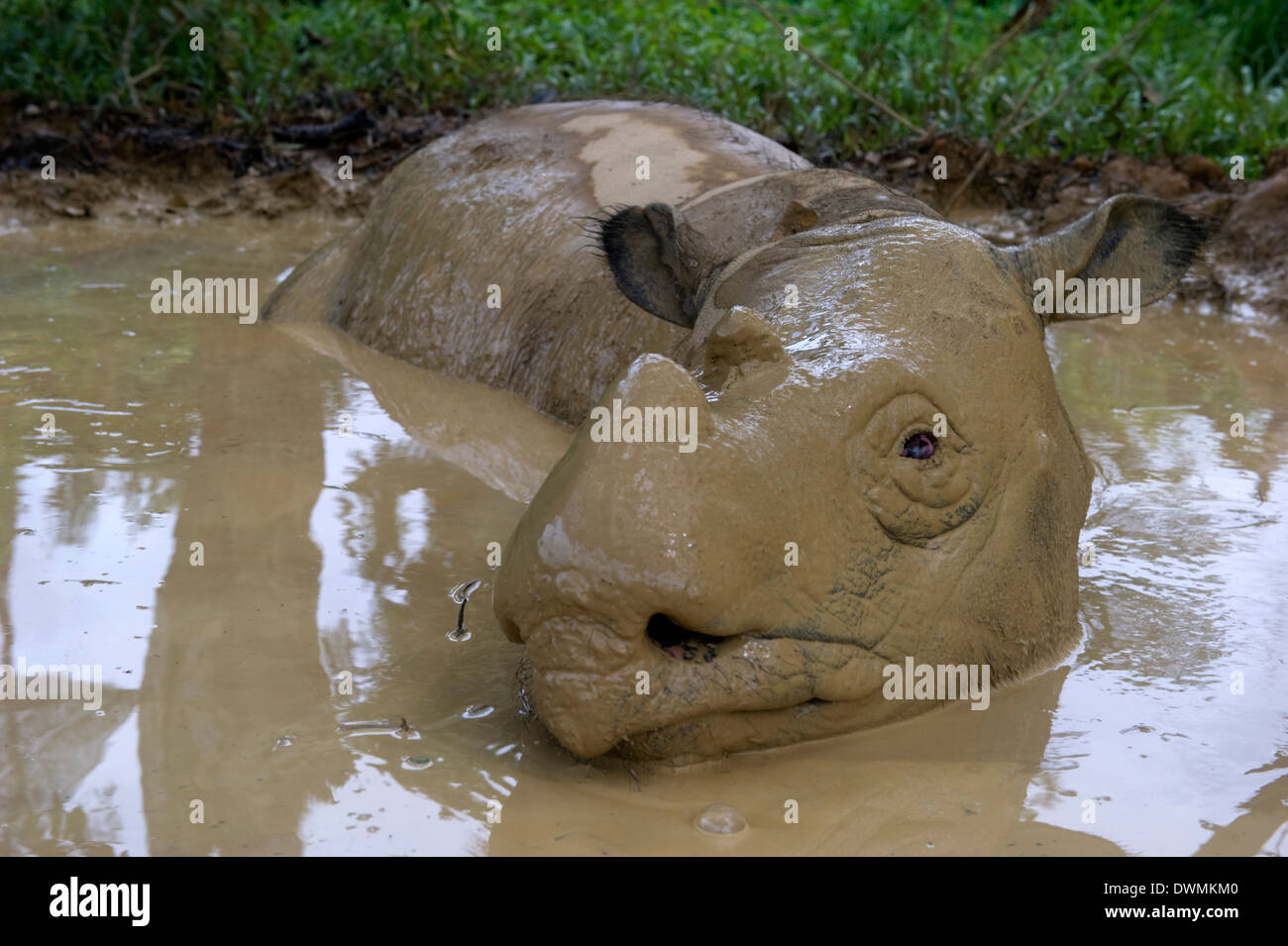 Female Sumatran rhino (Dicerorhinus sumatrensis) in wallow, Tabin Reserve, Sabah, Borneo, Malaysia, Southeast Asia Stock Photo