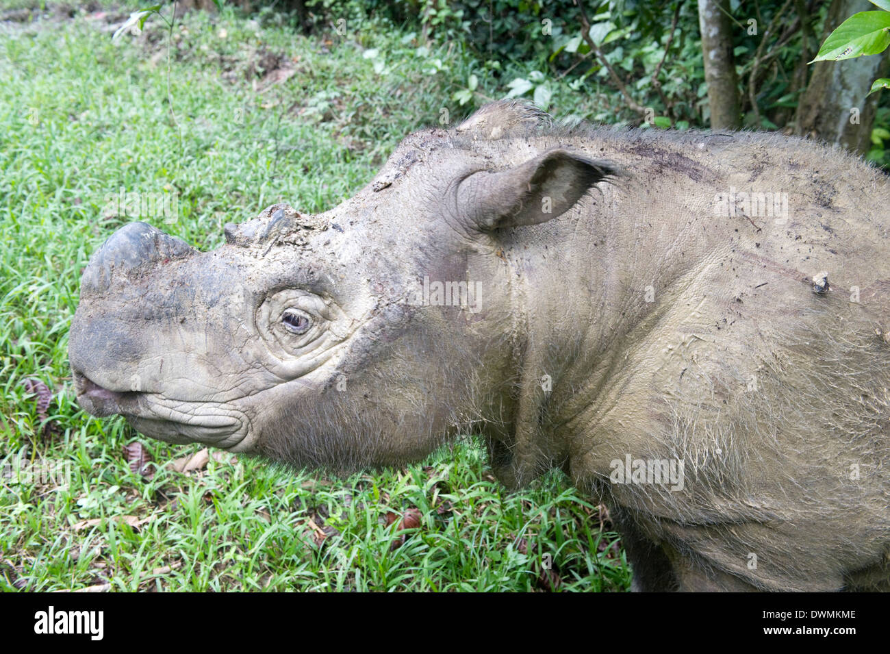 Male Sumatran rhino (Borneo rhino) (Dicerorhinus sumatrensis) in wallow, Tabin Reserve, Sabah, Borneo, Malaysia, Southeast Asia Stock Photo