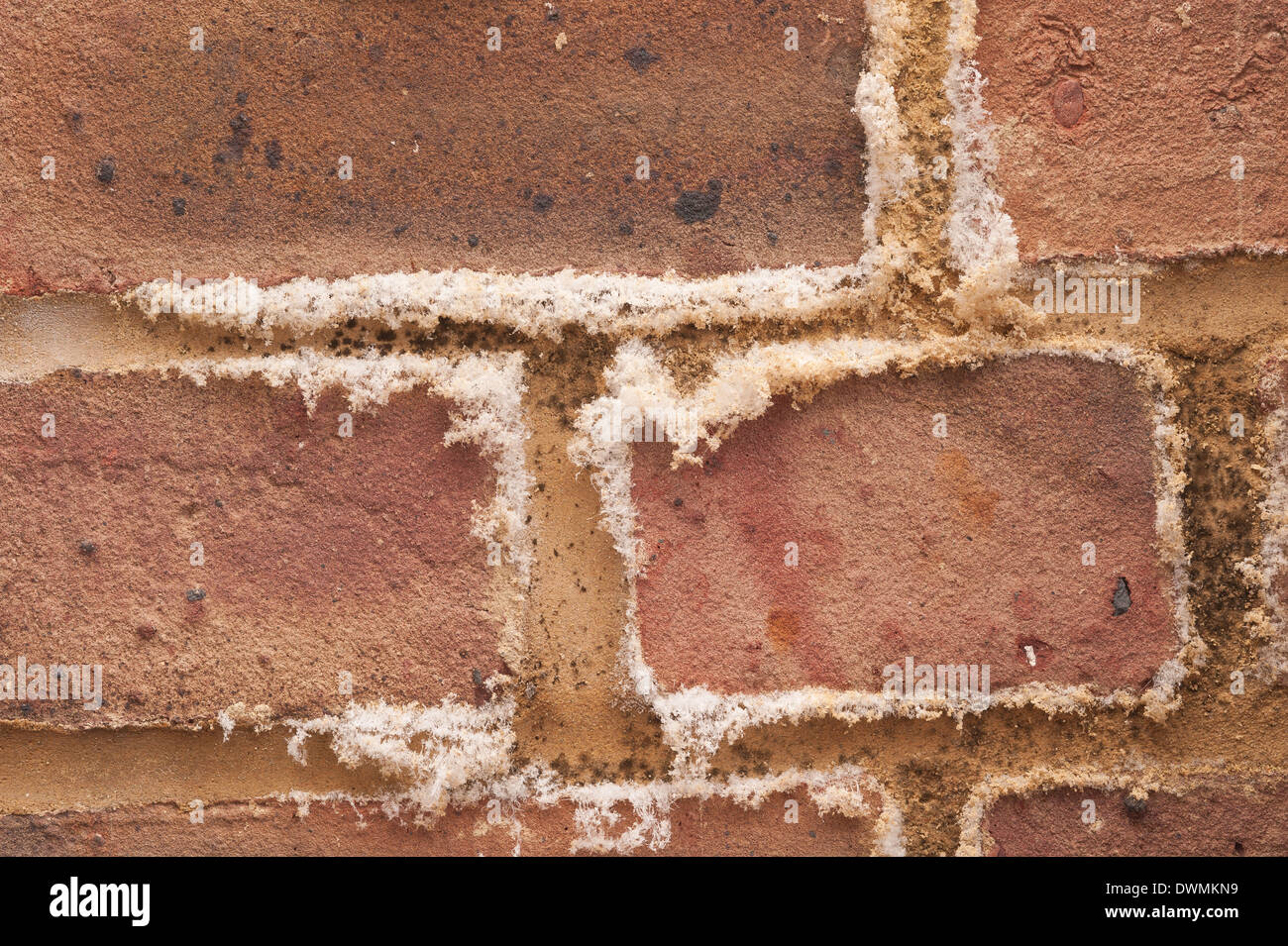 Efflorescence is a powdery deposit of salts hires stock photography