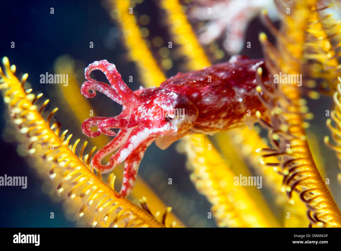 Juvenile cuttlefish (Sepia latimanus) shelters in the arms of a crinoid (featherstar), Celebes Sea, Sabah, Malaysia Stock Photo