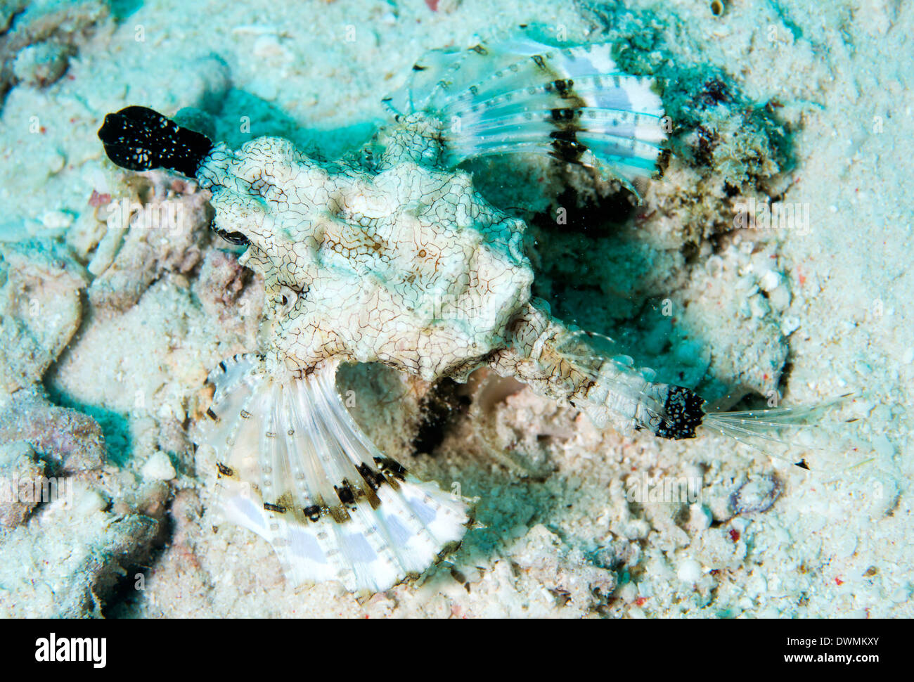 Short dragonfish (sea moth) (Dragon sea moth) (Europegasus draconis), Celebes Sea, Sabah, Malaysia, Southeast Asia, Asia Stock Photo