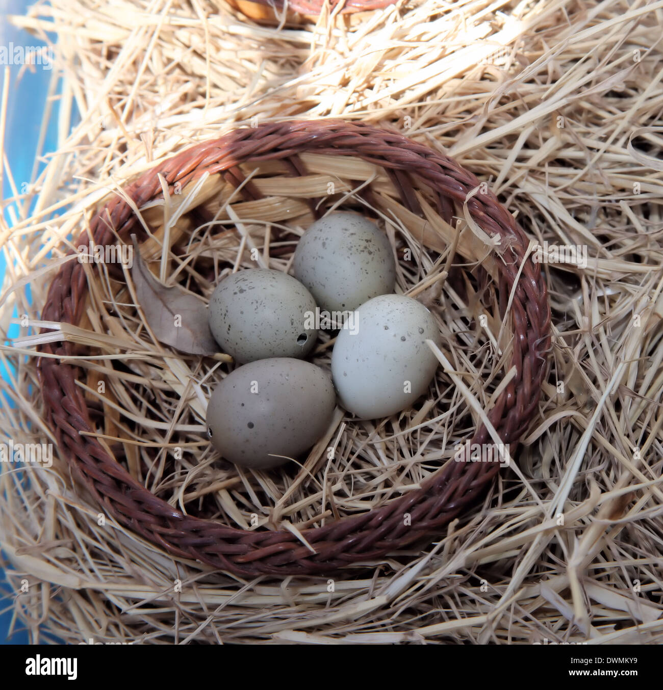 BIRD NEST WITH EGGS Stock Photo Alamy