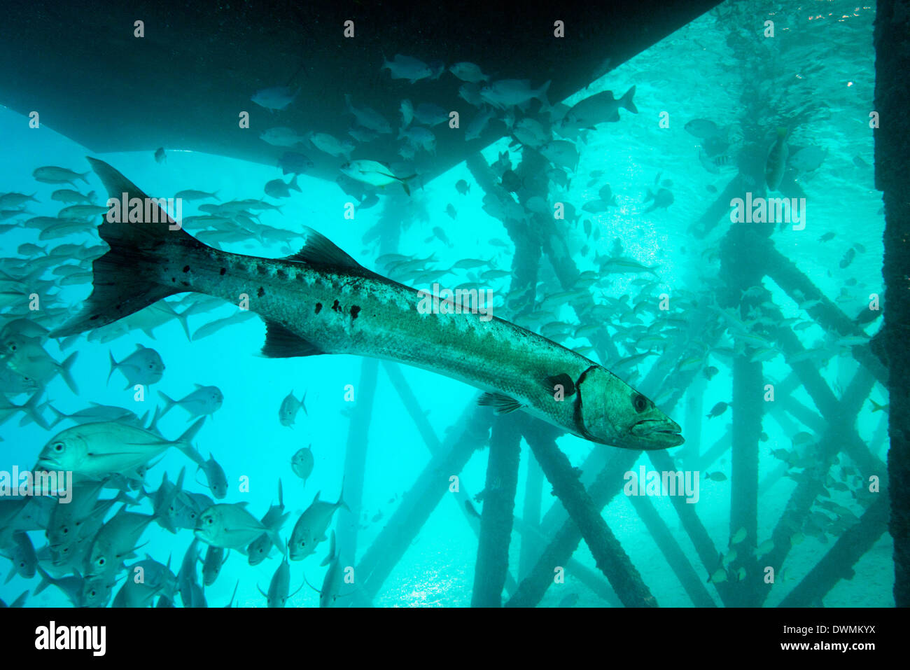 Great barracuda (Sphyraena barracuda), under pier, Celebes Sea, Sabah, Malaysia, Southeast Asia Stock Photo