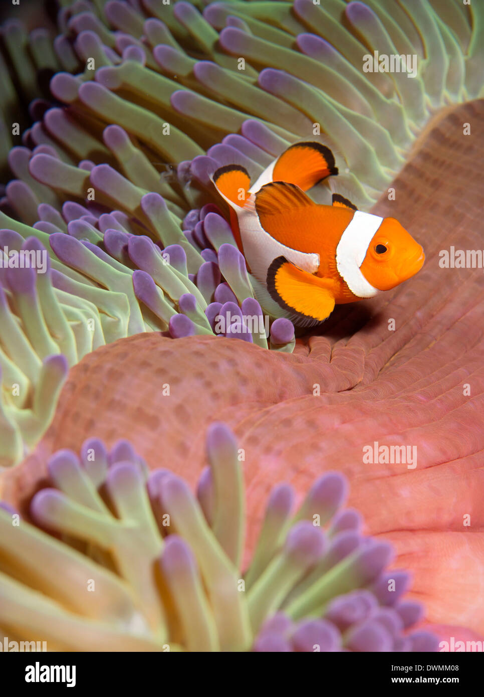 False clown anenomefish (Amphiprion ocellaris) in the tentacles of its host anenome, Celebes Sea, Sabah, Malaysia Stock Photo