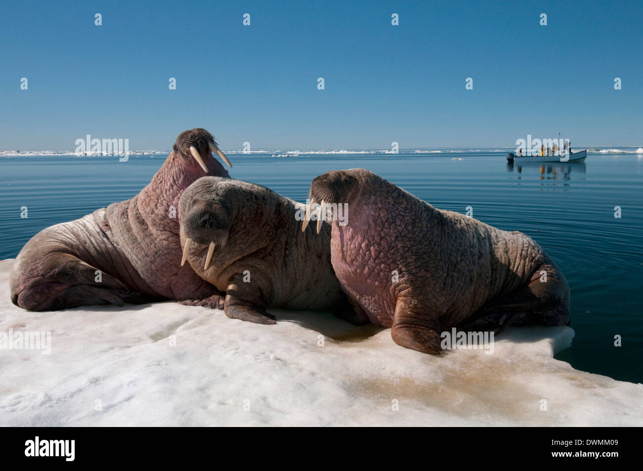 Walrus (Odobenus rosmarus) hauled out on pack ice to rest and sunbathe, Foxe Basin, Nunavut, Canada, North America Stock Photo