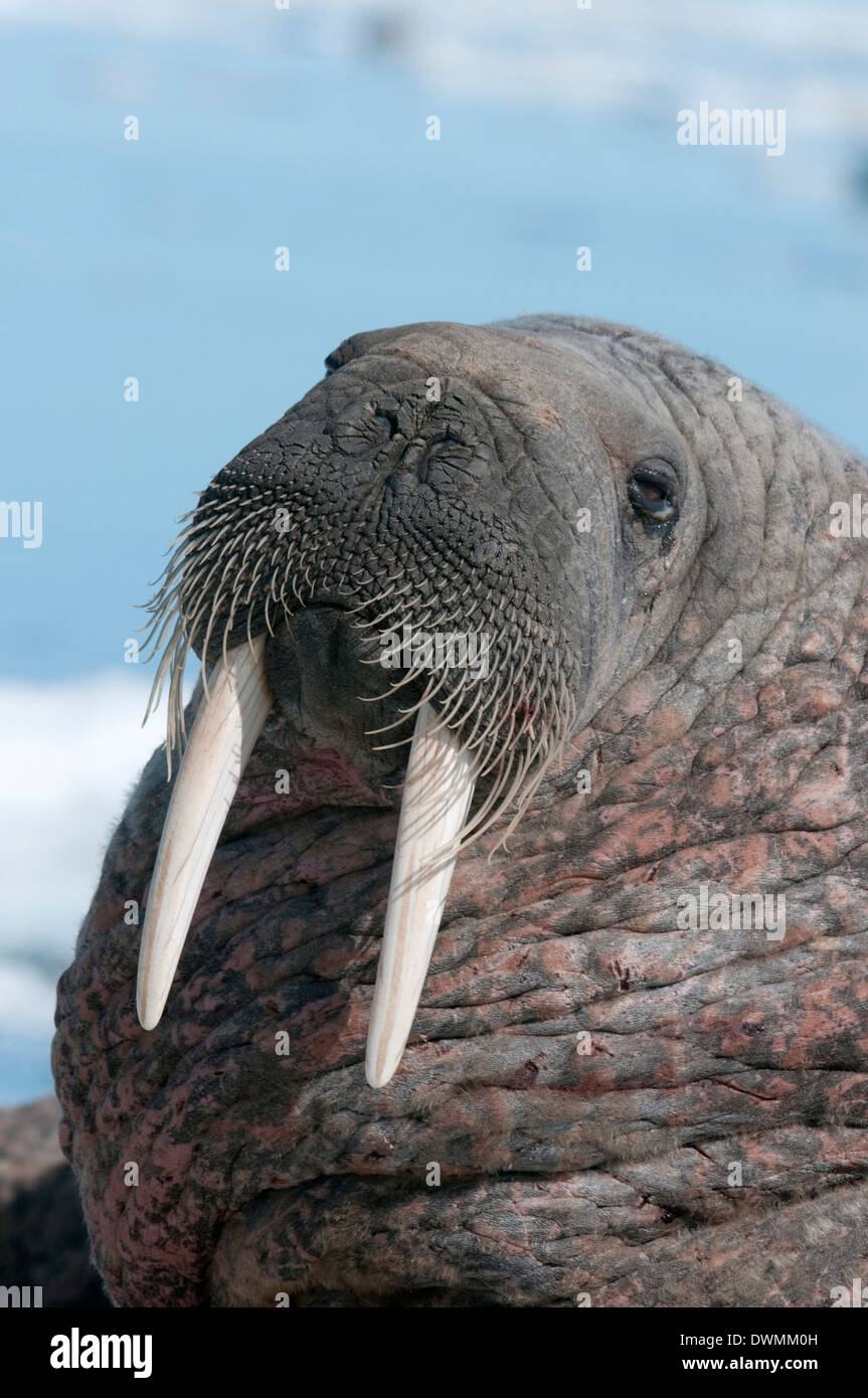 Walrus (Odobenus rosmarinus) close-up, hauled out on pack ice to rest and sunbathe, Nunavut, Canada Stock Photo