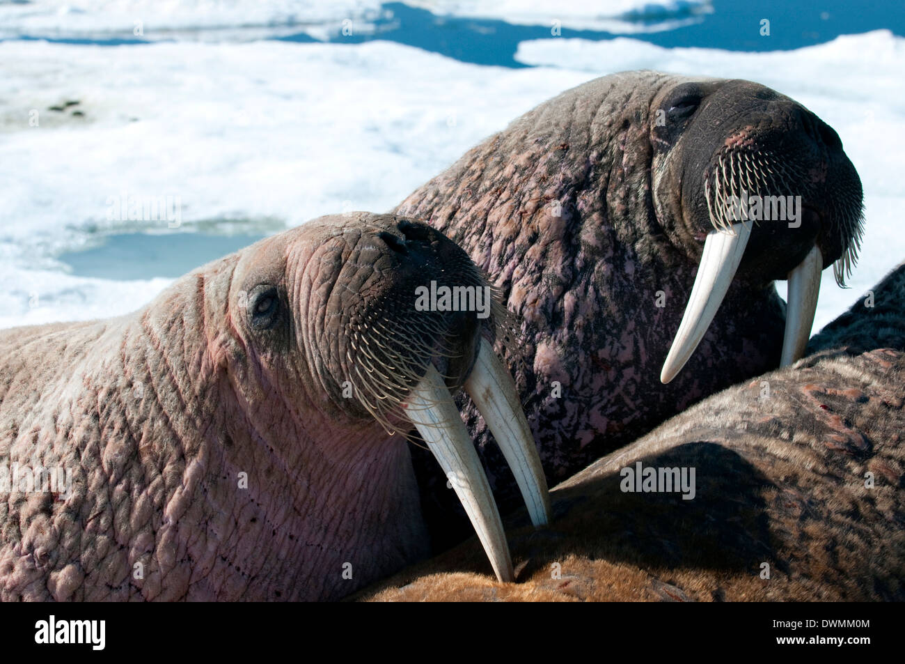 Two walrus (Odobenus rosmarinus,) close-up of face, hauled out on pack ice to rest and sunbathe, Foxe Basin, Nunavut, Canada Stock Photo