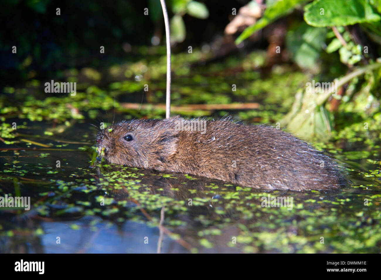 Water vole (Arvicola terrestris) swimming at the surface of a pond, British Wildlife Centre, Surrey, England, United Kingdom Stock Photo