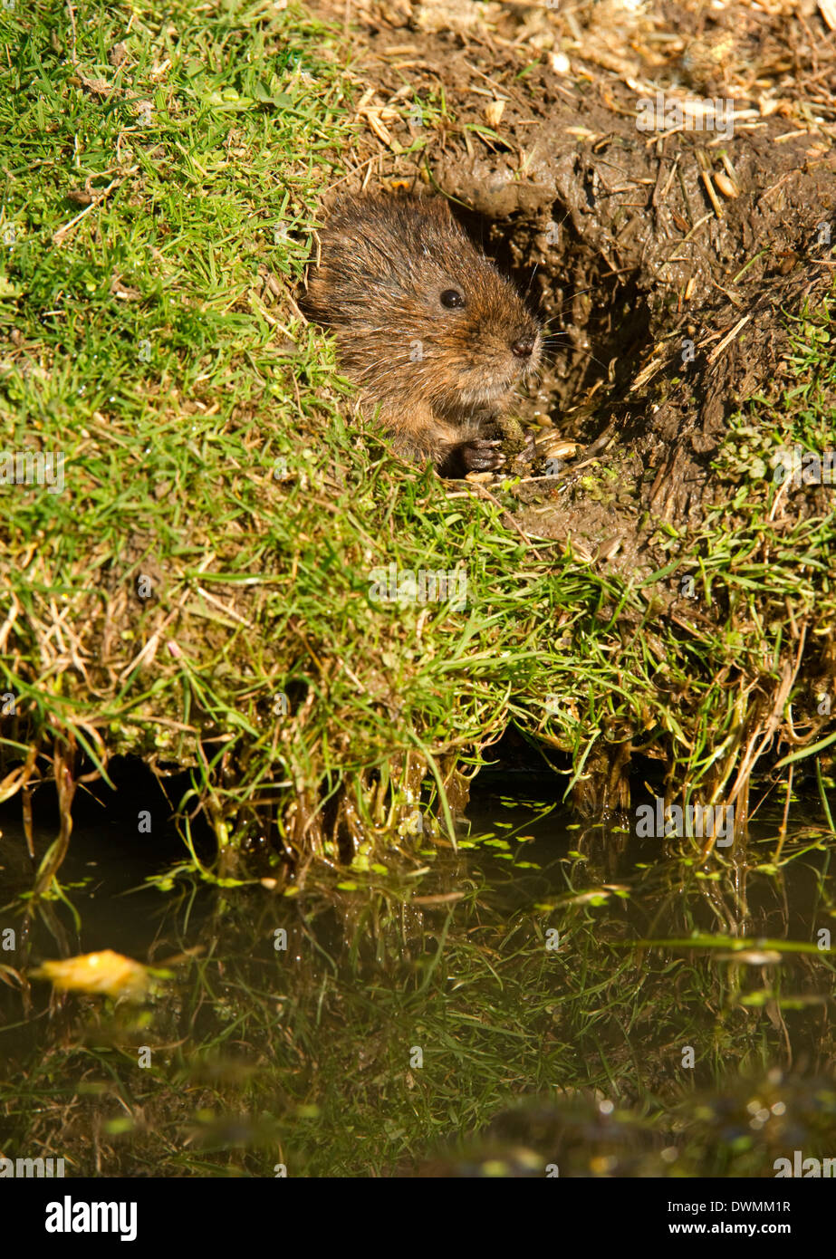 Water vole (Arvicola terrestris) at burrow entrance, surrounded by a