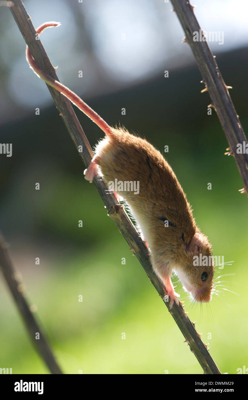 Harvest mouse (Micromys minutus) the smallest British rodent by weight, with prehensile tails to help them climb, United Kingdom Stock Photo