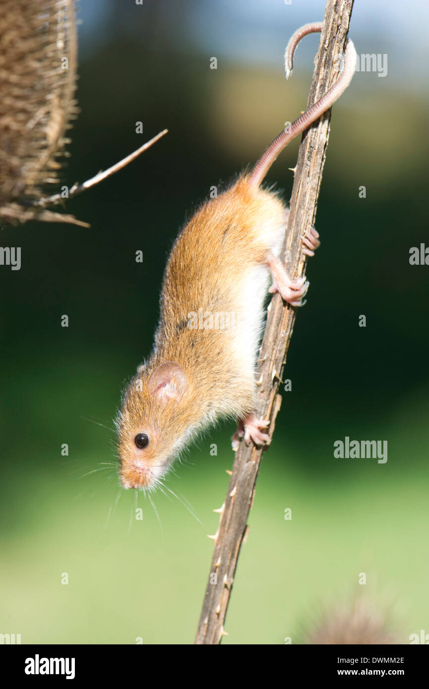 Harvest mouse (Micromys minutus) the smallest British rodent by weight, with prehensile tails to help them climb, United Kingdom Stock Photo