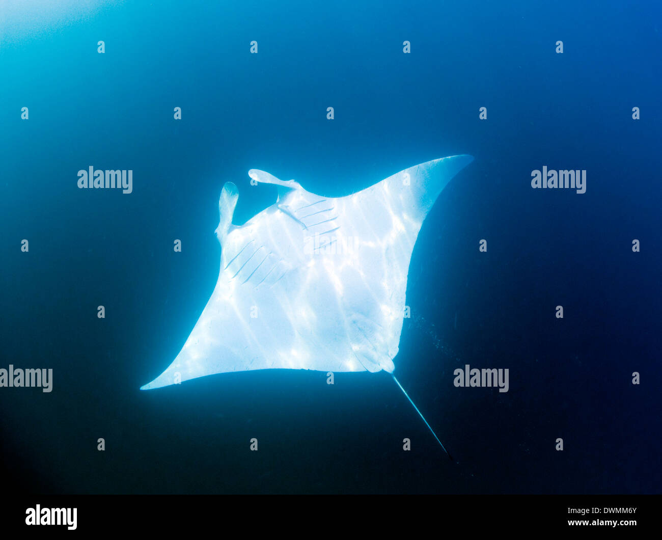Male manta ray with almost pure white ventral surfacei, Yum Balam Marine Protected Area, Quintana Roo, Mexico Stock Photo