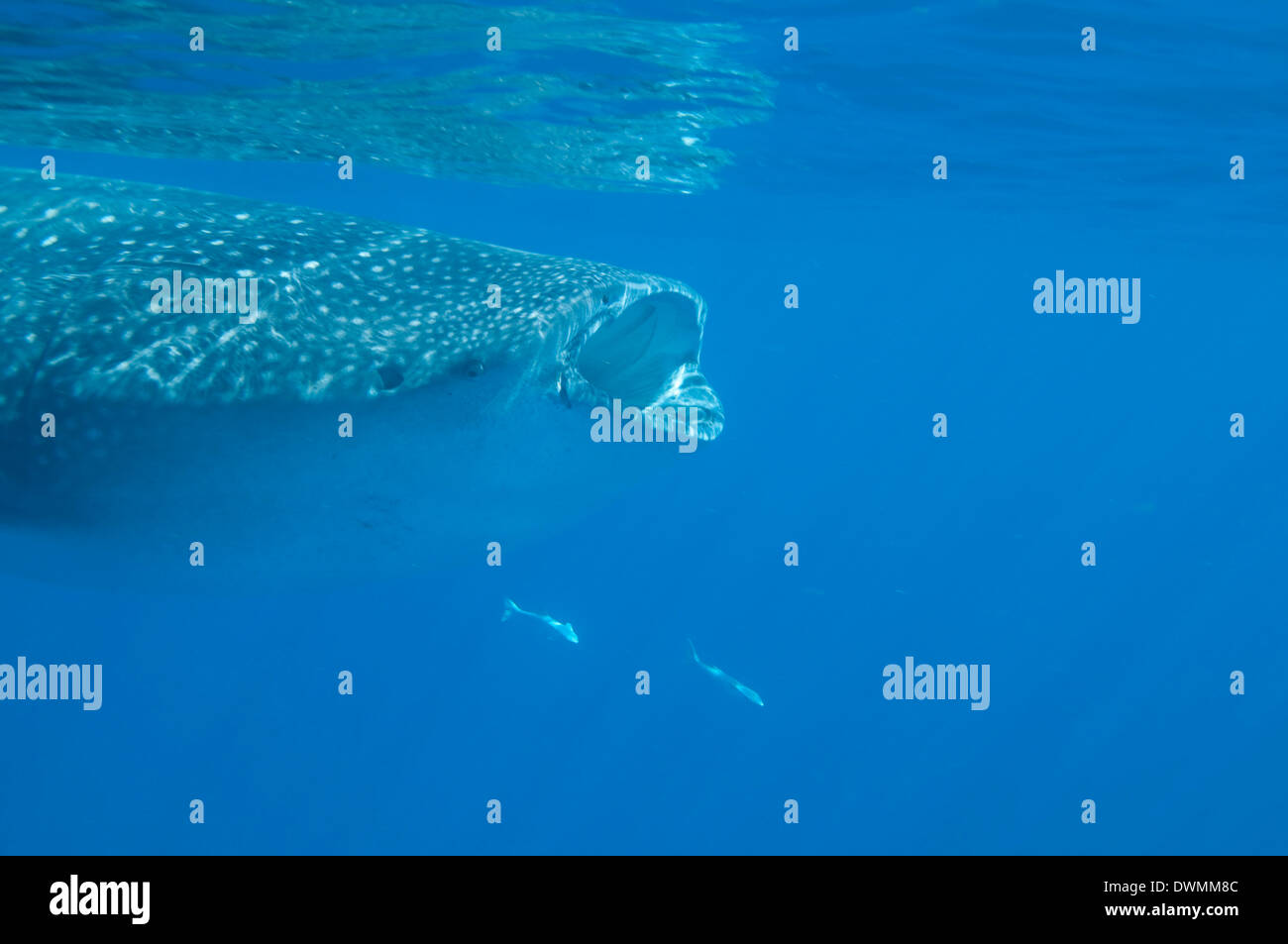 Whale shark (Rhincodon typus) feeding at the surface on zooplankton, Yum Balam Marine Protected Area, Quintana Roo, Mexico Stock Photo