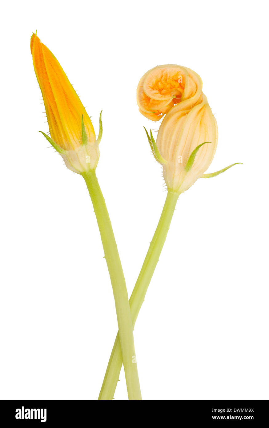 squash blossom isolated on white Stock Photo Alamy