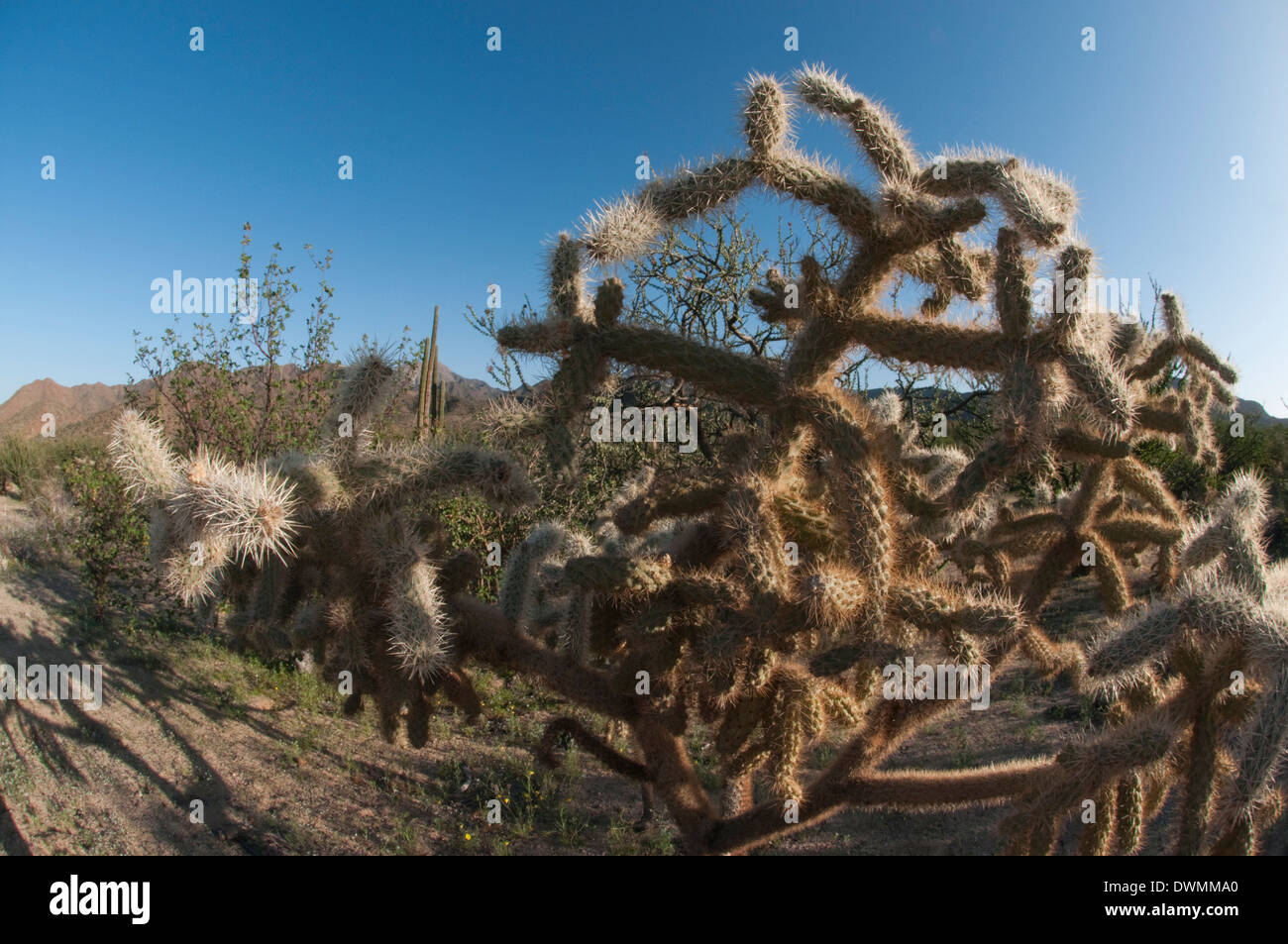 Jumping cholla (Cylindropuntia fulgida) native to the southwestern United States of America and northern Mexico, Baja, Mexico Stock Photo