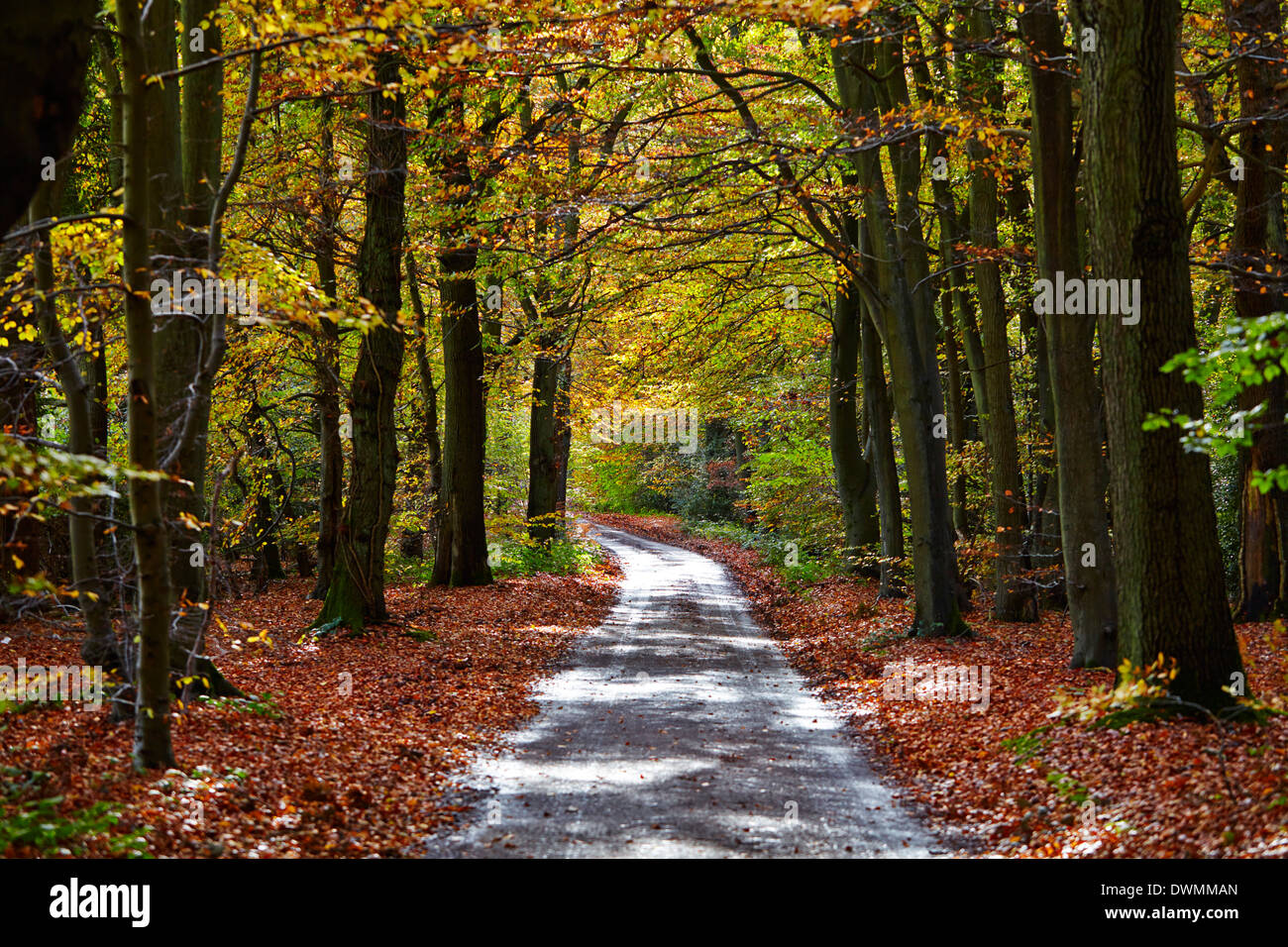 Burnham Beeches, Buckinghamshire, England, United Kingdom, Europe Stock