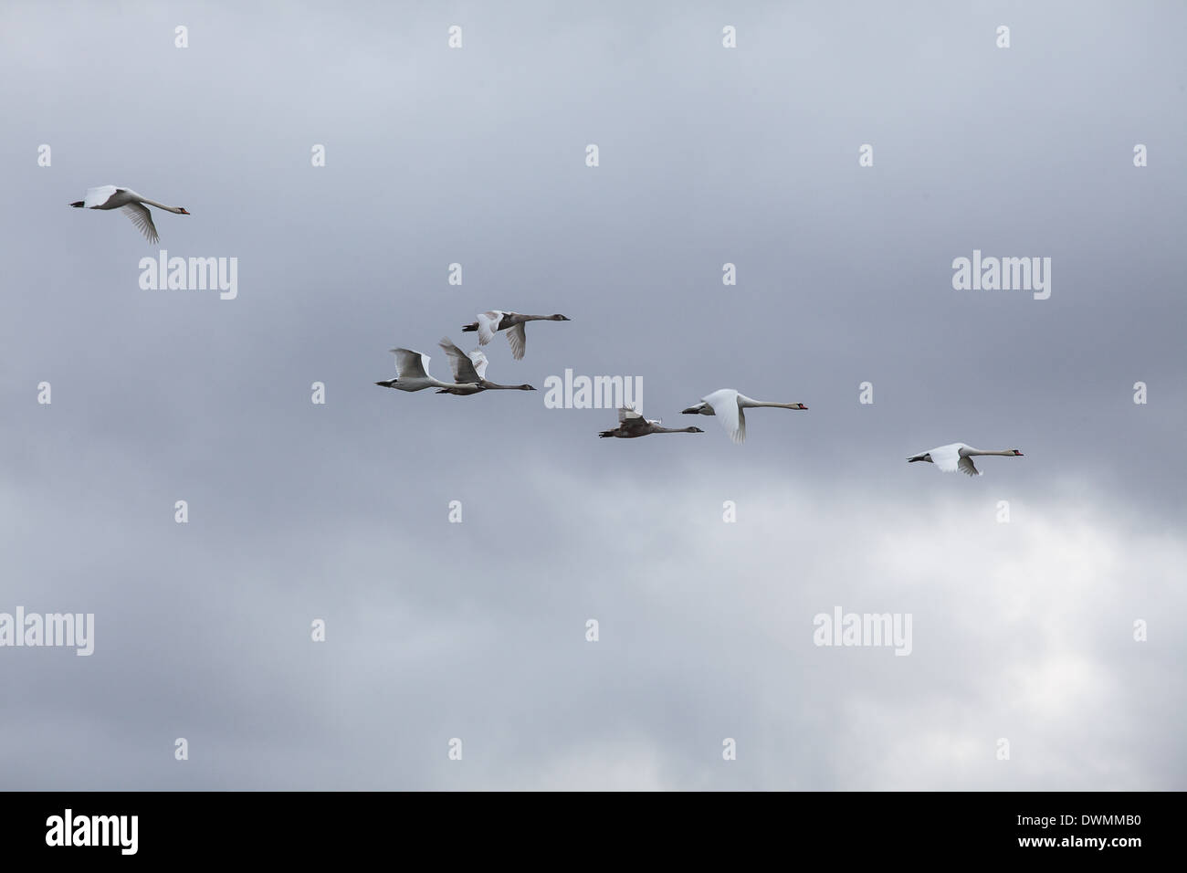 passage of swans Stock Photo