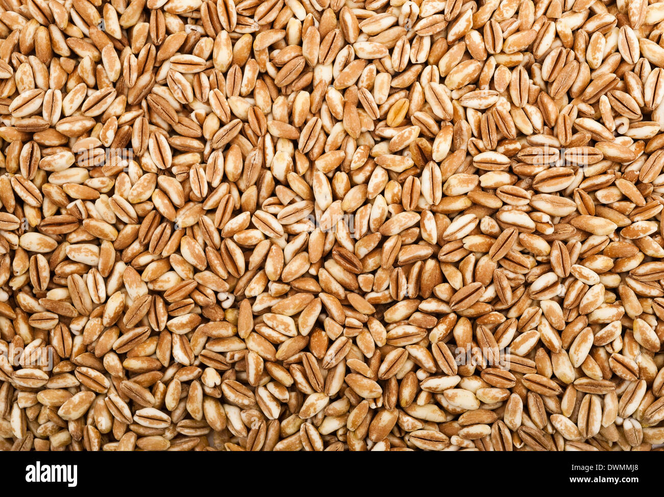 Background of grains spelt , popular health food Stock Photo