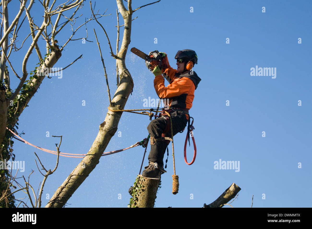 UK Tree Surgeon using a chainsaw to lop branches off ash tree Stock