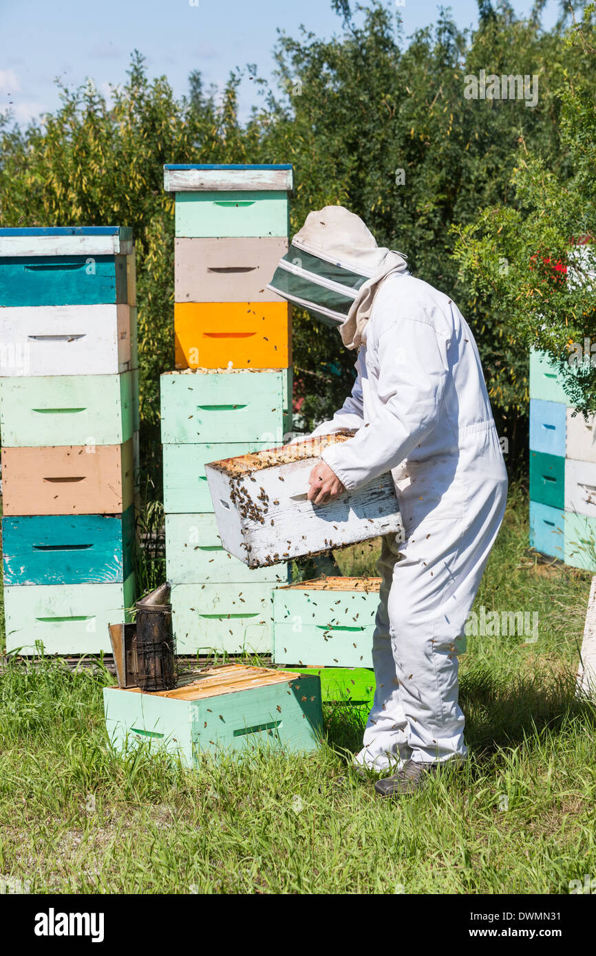 Male Beekeeper Carrying Honeycomb Crate Stock Photo
