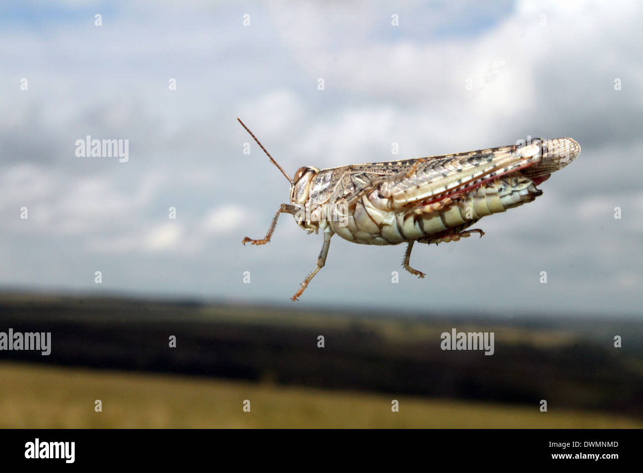 Grasshopper jump close up, insect macro Stock Photo