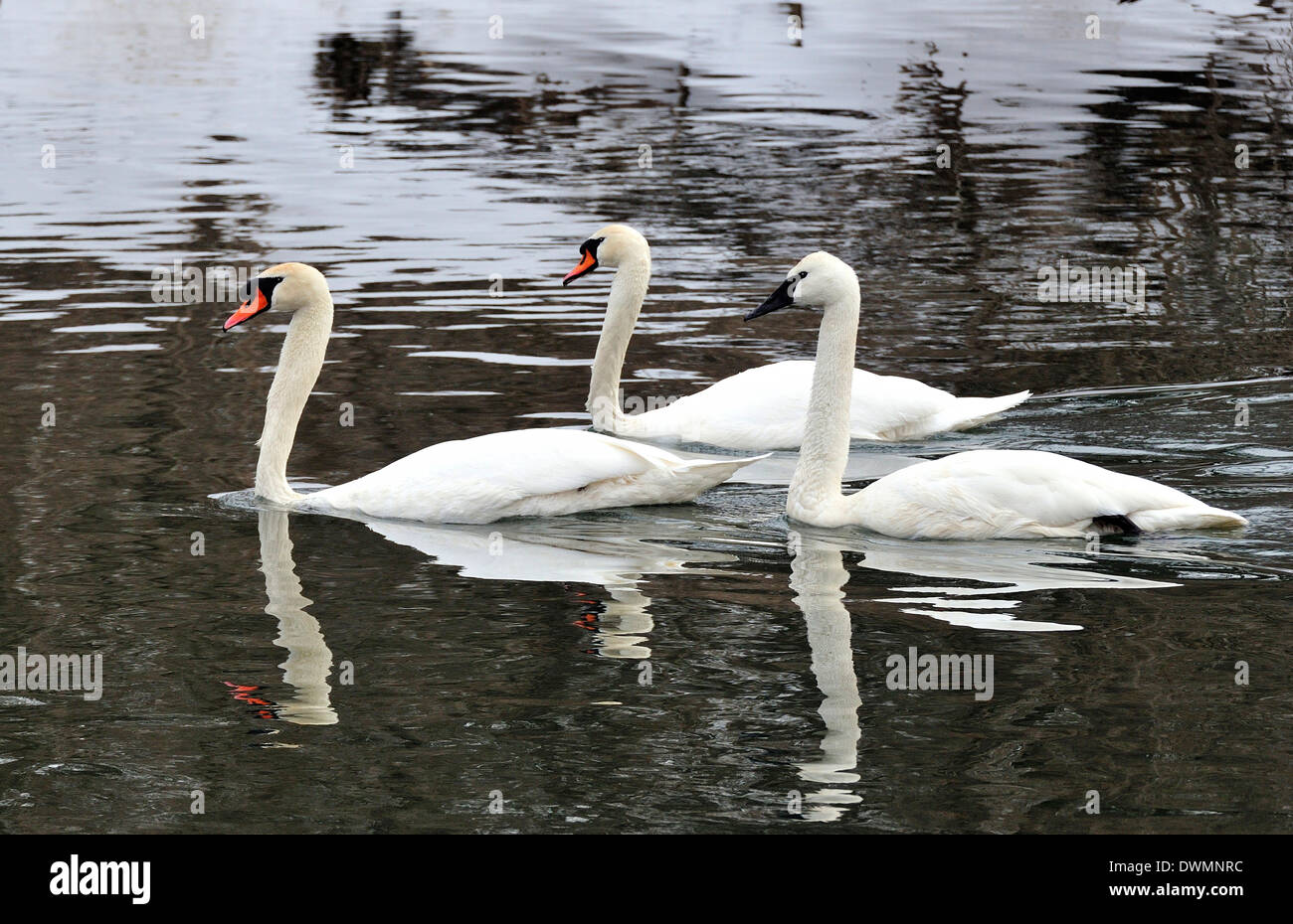 Mute and Trumpeter Swans. Cygnus olor / Cygnus buccinator Stock Photo