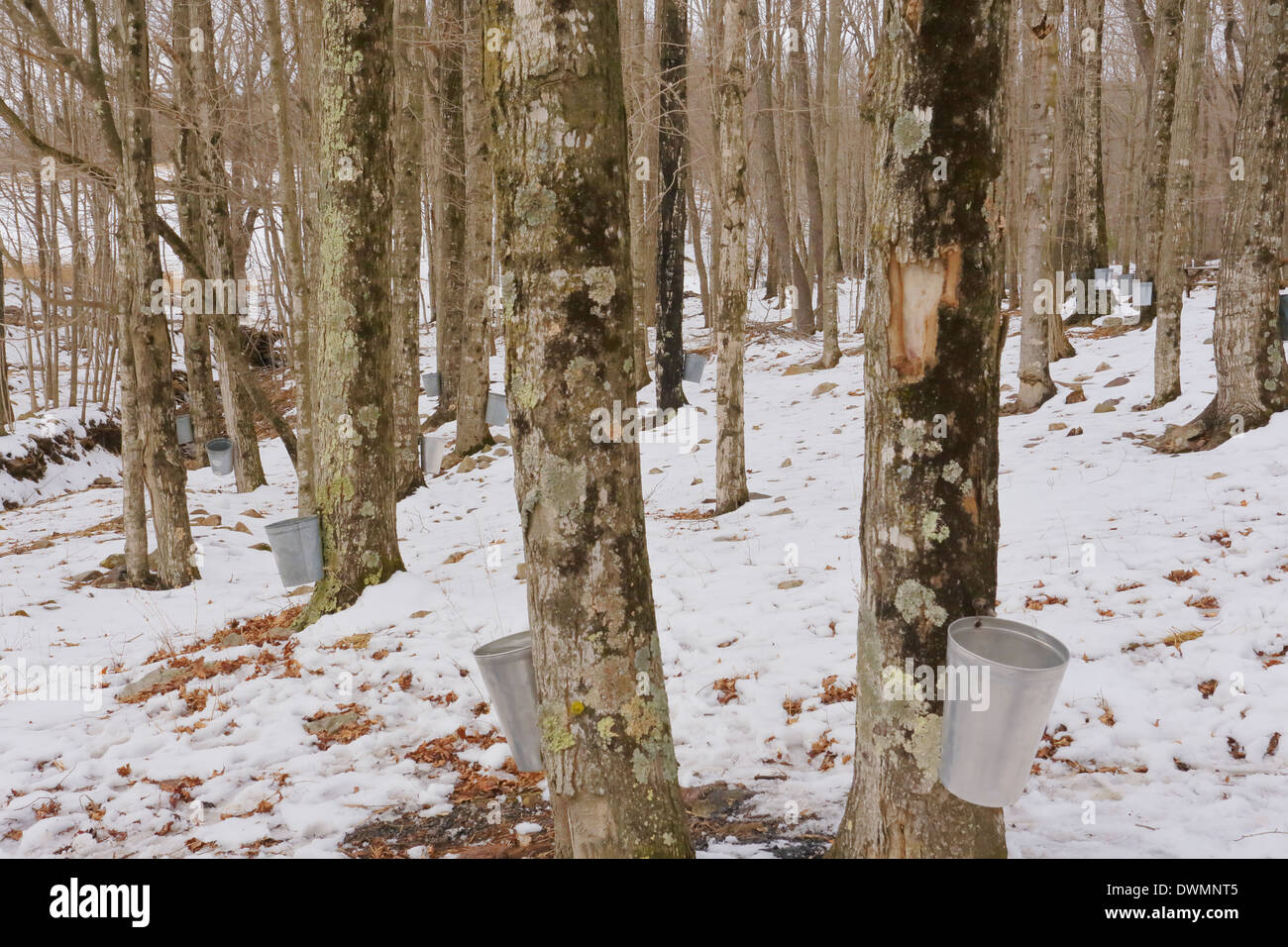Maple Sugar Collection, Eagle Sugar Camp, Doe Hill, Virginia, USA Stock