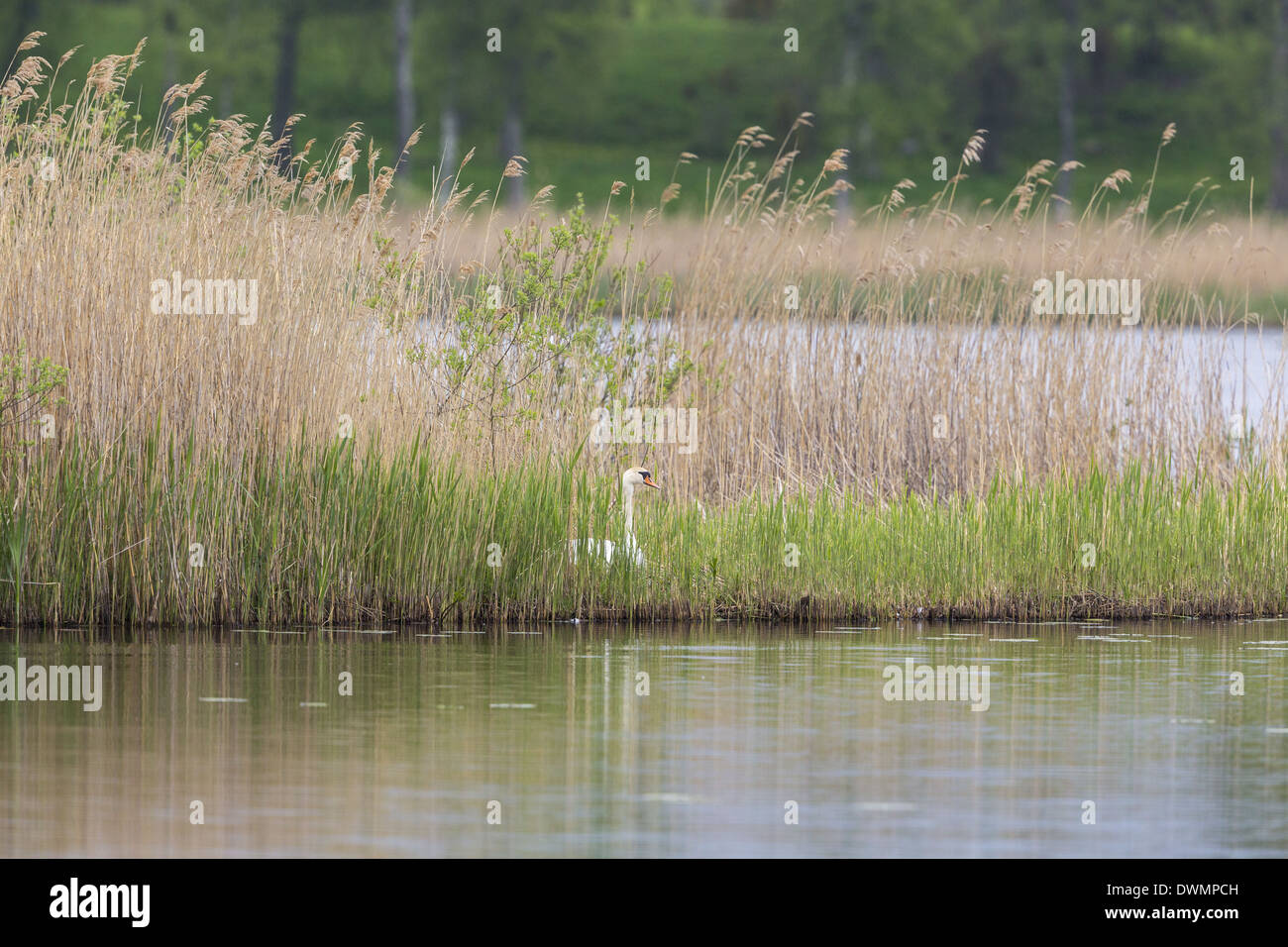 Mute Swan nesting at a lake Stock Photo