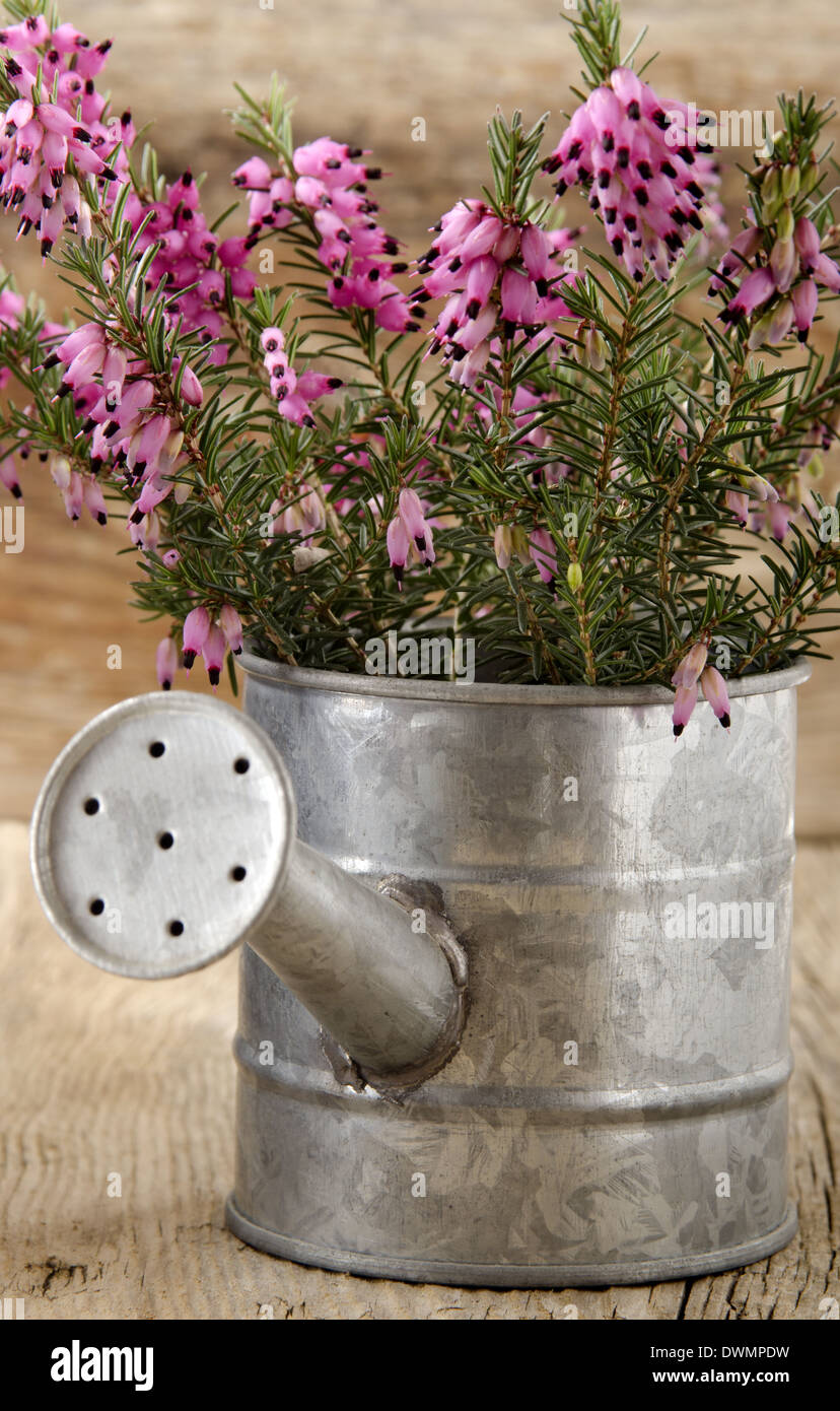 pink heather in a small zinc watering can Stock Photo