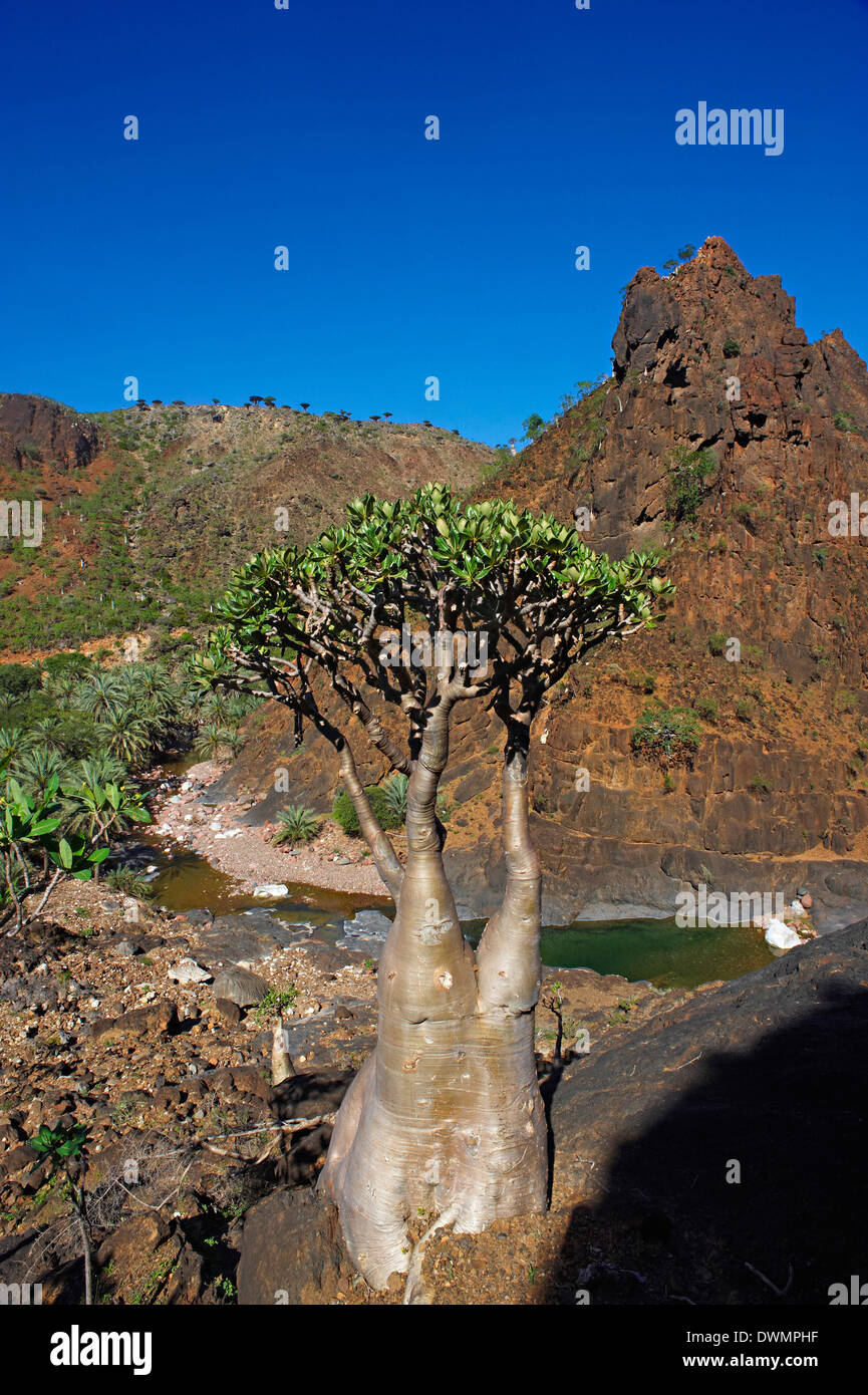 Desert socotra yemen hi-res stock photography and images - Alamy