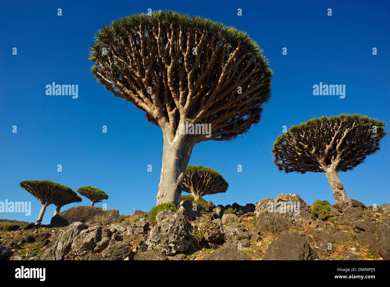 Dragon tree (Dracaena Cinnabari), Socotra Island, Yemen, Middle East Stock Photo