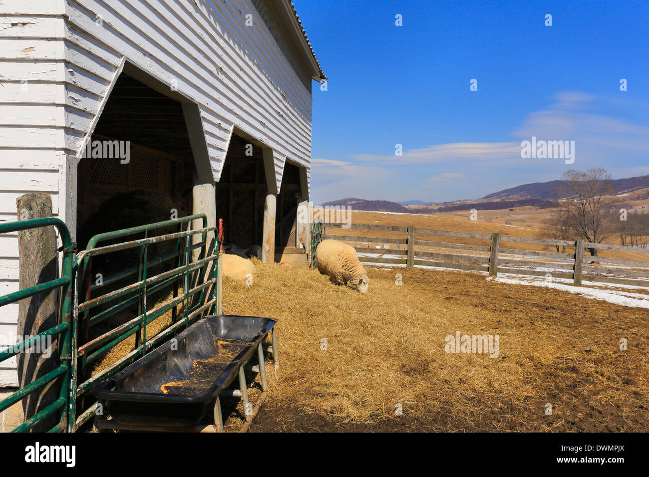 Sheep, Duffs Sugar House, Meadowdale, Virginia, USA Stock Photo