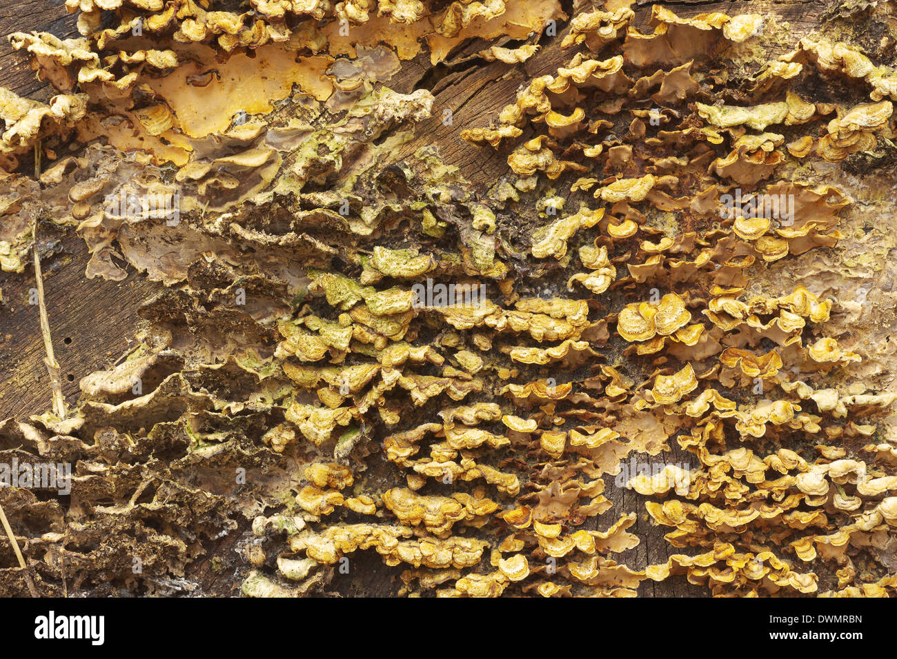 Background of orange fungus growing on a log Stock Photo