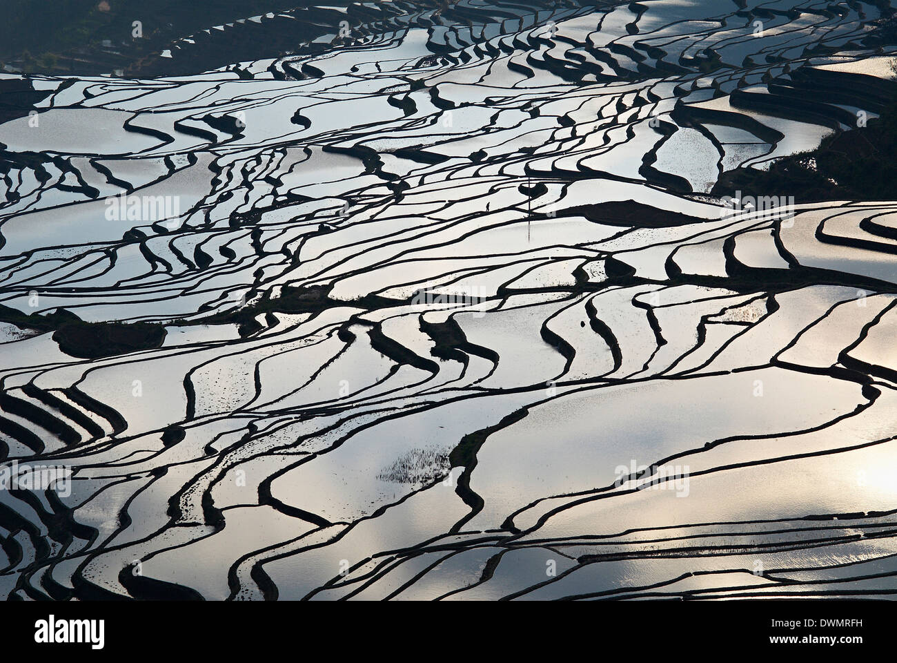 Terraced paddy-fields, Yuanyang, Yunnan, China, Asia Stock Photo