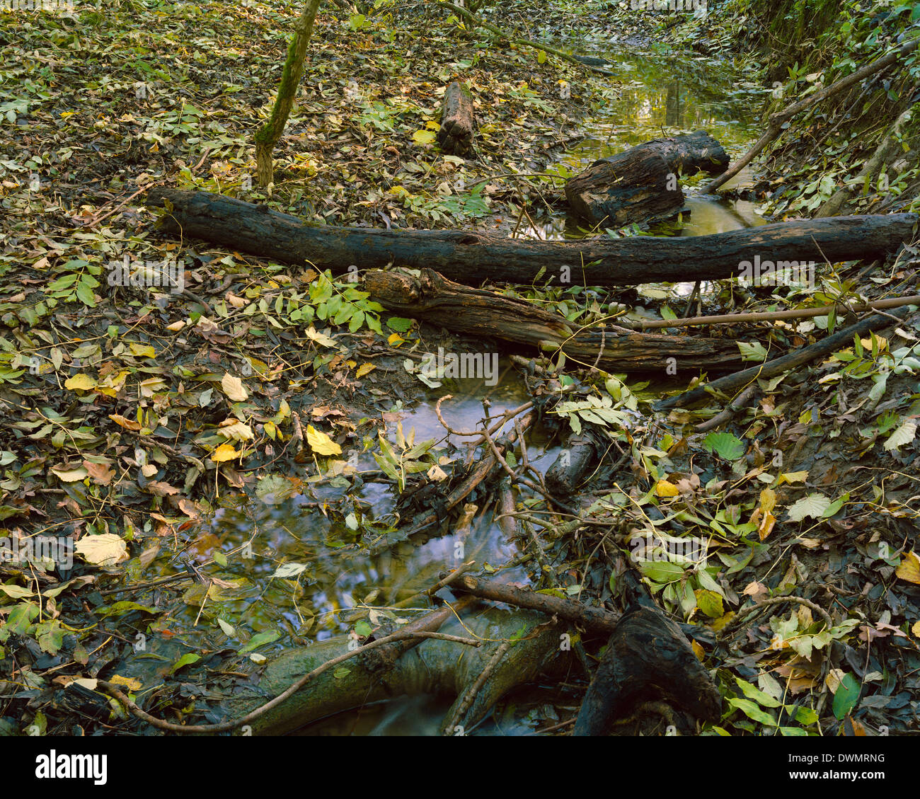 Stream and autumn leaves in Gransden and Waresley Wood Cambridgeshire ...
