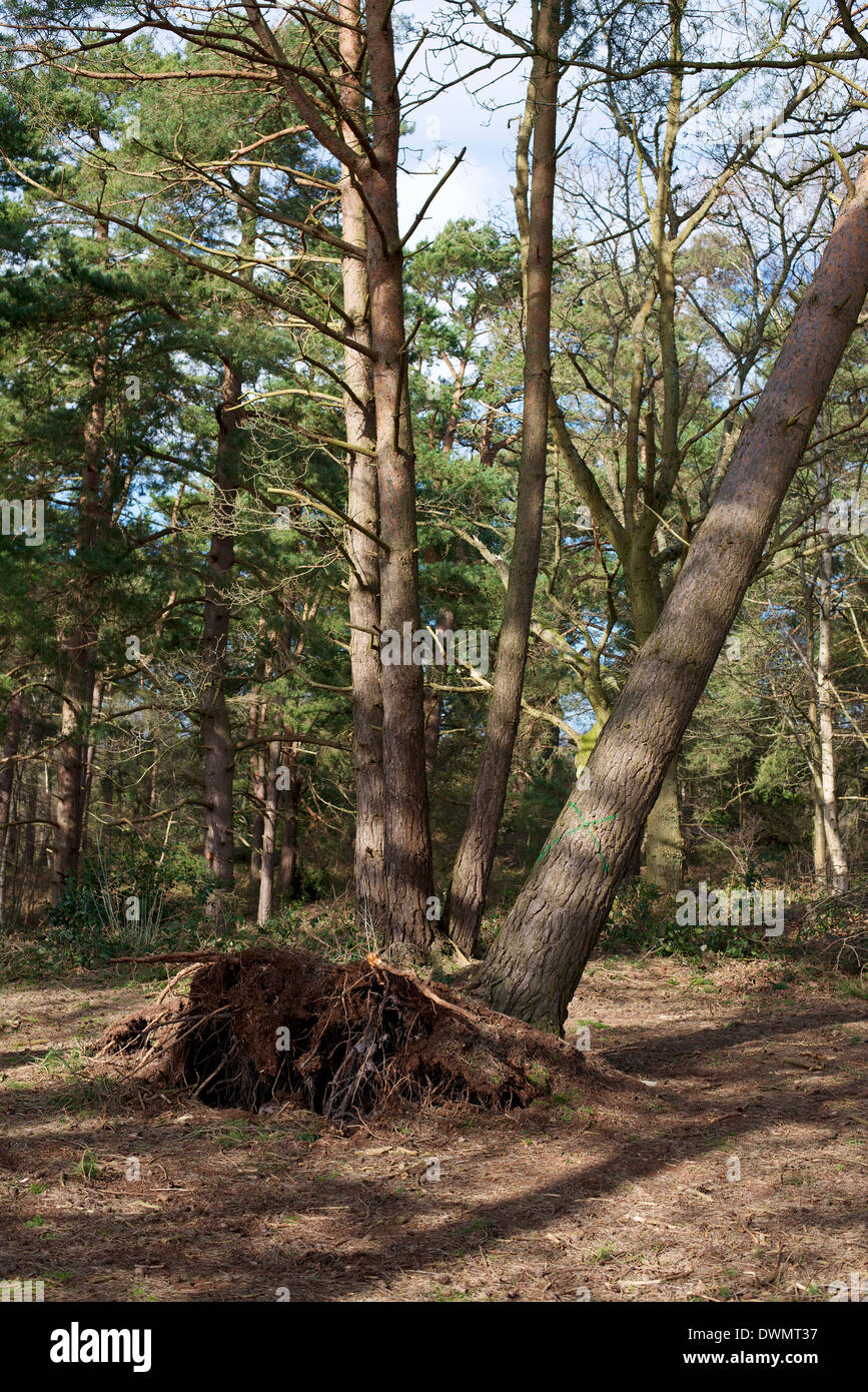 An uprooted pine tree on a Bronze age barrow in a heathland forest Stock Photo