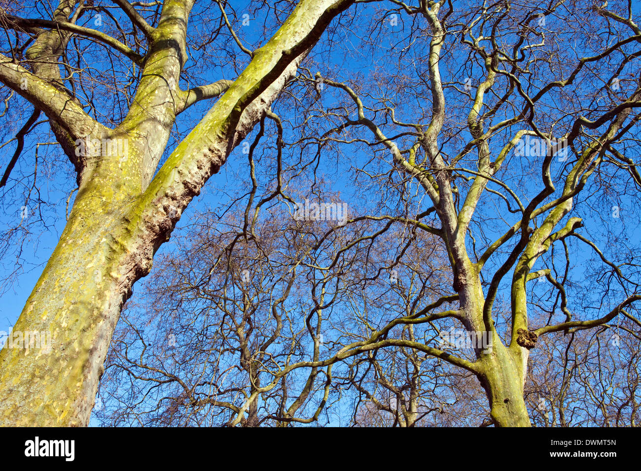 Holland park london summer hi-res stock photography and images - Alamy
