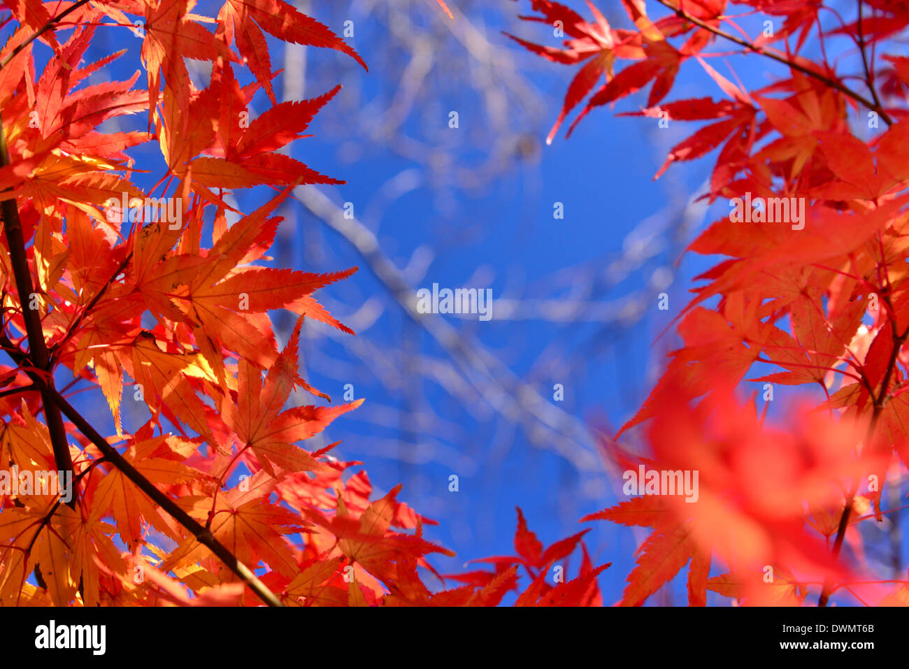 Japanese Red Maple Tree Stock Photo Alamy