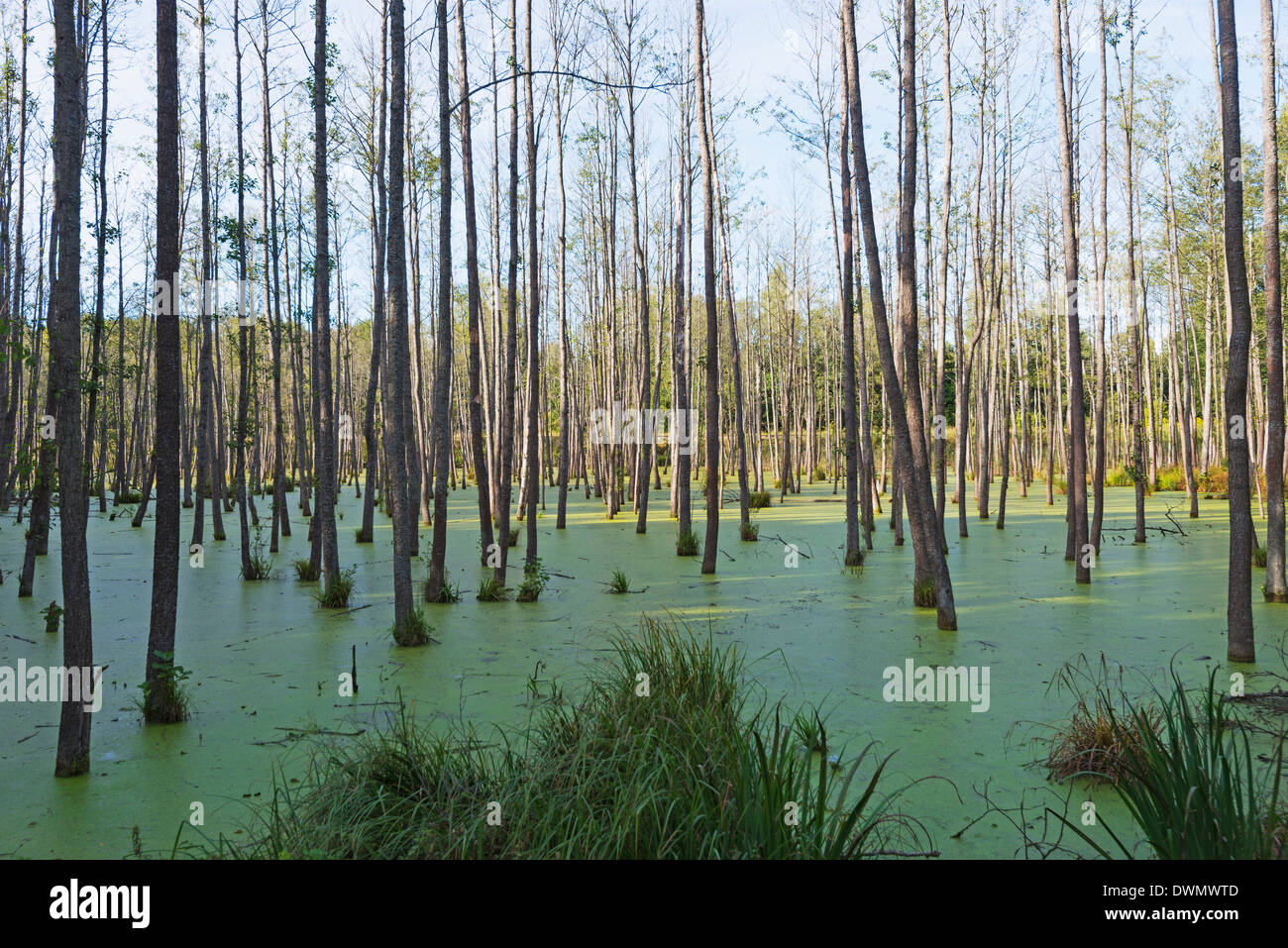 Swamp land forest, Warmia, Poland, Europe Stock Photo