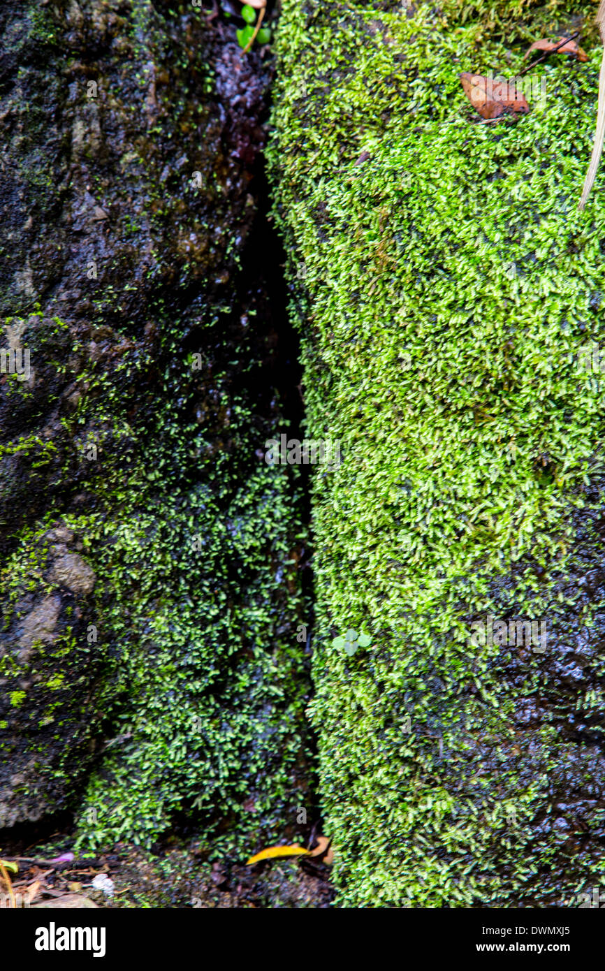 moss in tree Stock Photo