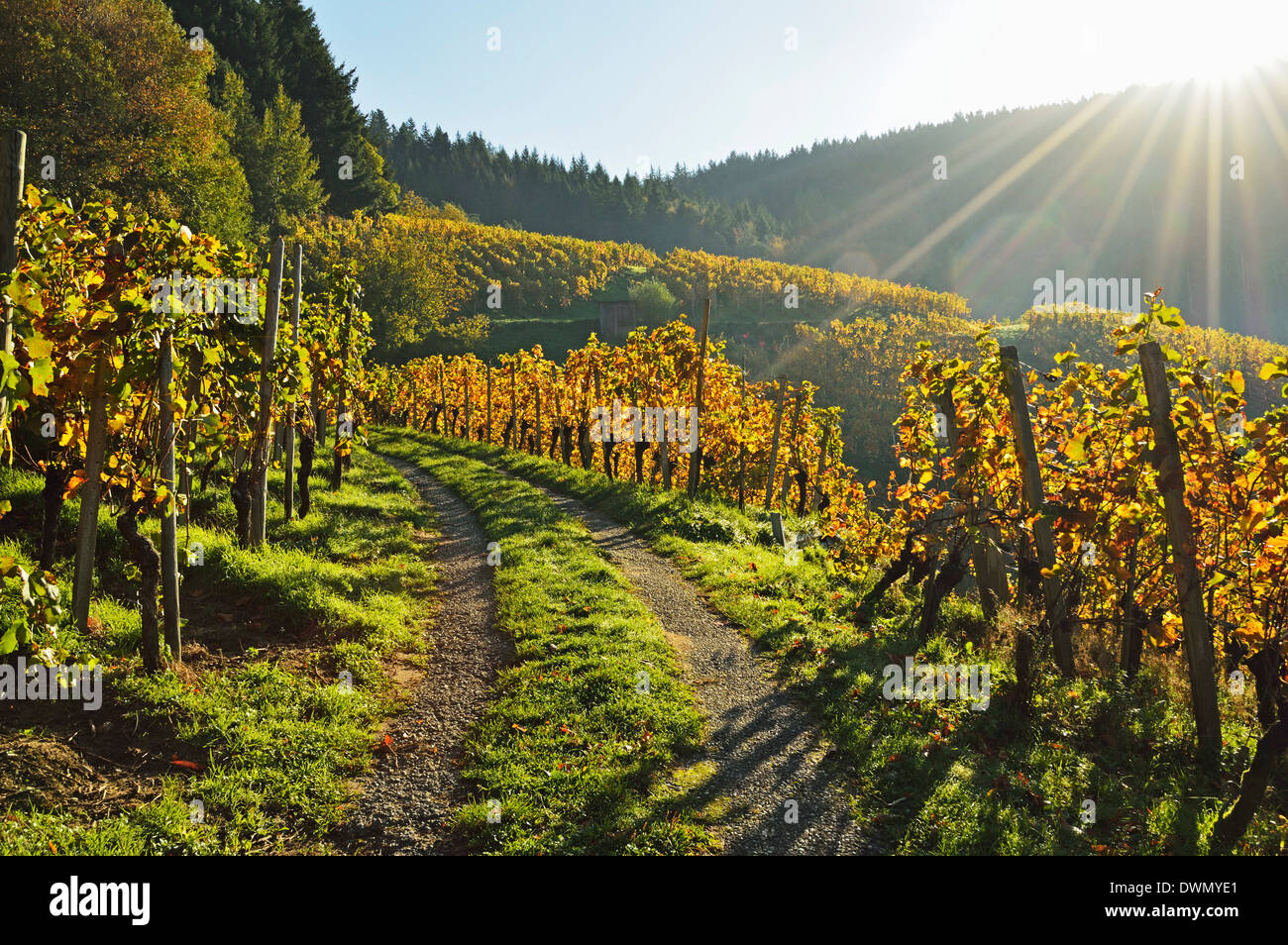 Vineyard landscape, Ortenau, Baden Wine Route, Baden-Wurttemberg, Germany, Europe Stock Photo