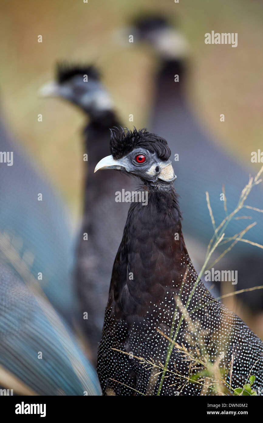 Crested guineafowl (Guttera pucherani), Imfolozi Game Reserve, South Africa, Africa Stock Photo