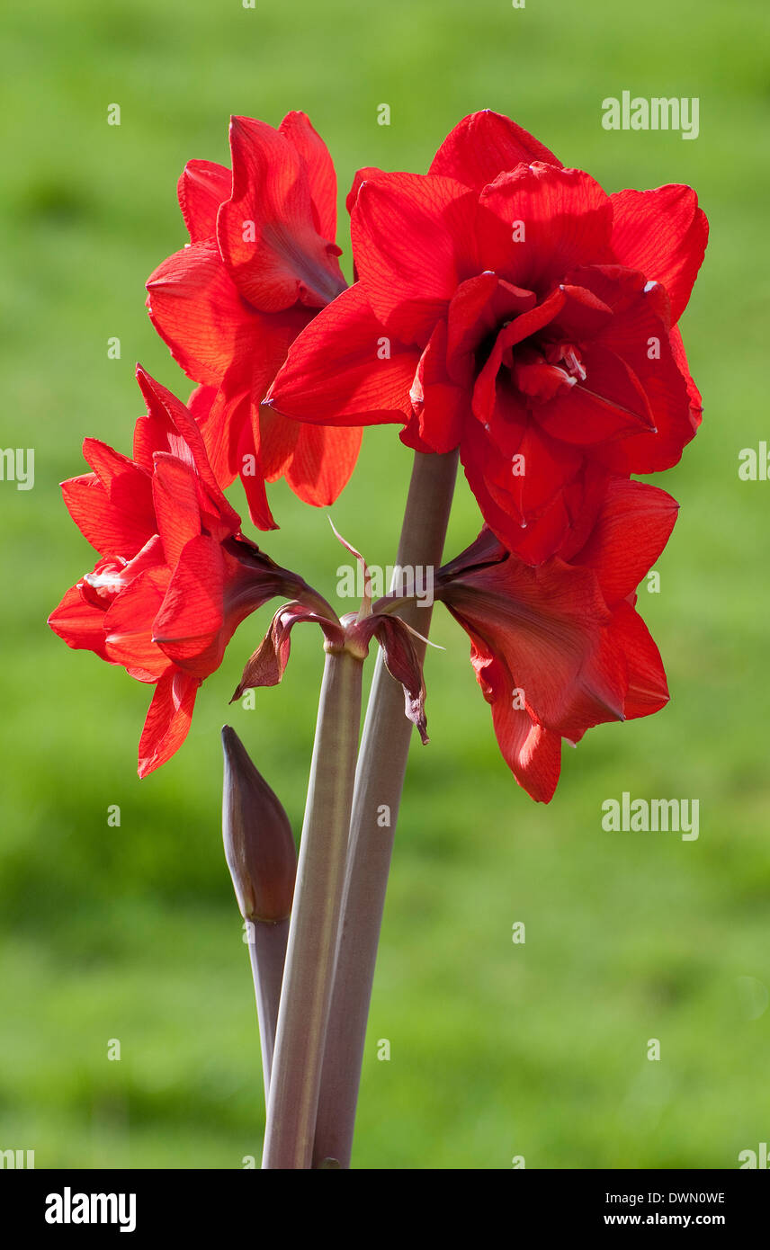 red amaryllis belladonna flowers Stock Photo