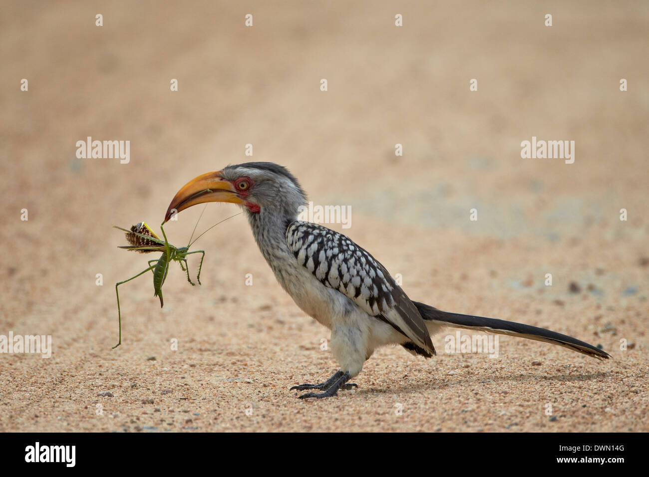 Southern yellow-billed hornbill (Tockus leucomelas) with a winged katydid (Clonia wahlbergi), Kruger National Park, South Africa Stock Photo