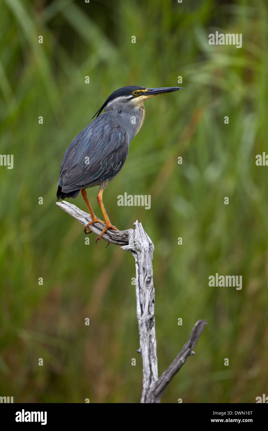 Green-backed heron (Butorides striatus), Kruger National Park, South Africa, Africa Stock Photo